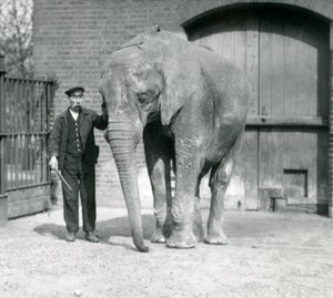 Elefante africano, 